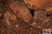 事业编制江西发现蜘蛛新物种 为研究呵叻蛛属适应区域提供依据